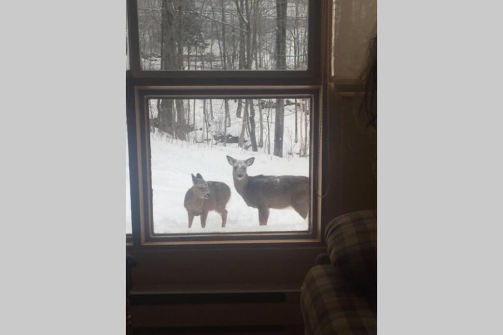 The Mountainside By Escapades Tremblant Apartment Mont-Tremblant Luaran gambar